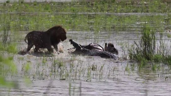 La &eacute;pica batalla entre un le&oacute;n y un cocodrilo por comerse a un b&uacute;falo