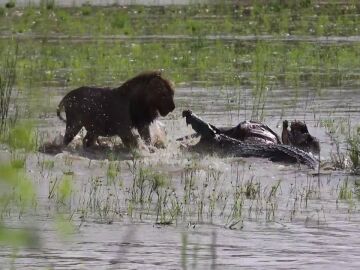 La épica batalla entre un león y un cocodrilo por comerse a un búfalo