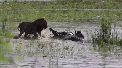 La épica batalla entre un león y un cocodrilo por comerse a un búfalo
