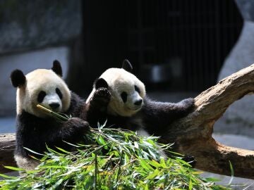 Imagen de archivo de dos osos panda
