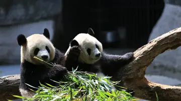 Imagen de archivo de dos osos panda