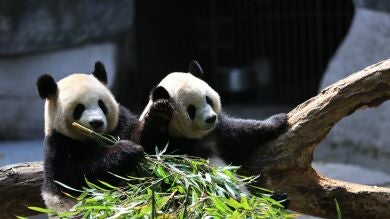 La gente se pregunta si estos pandas en un zoo de China son humanos