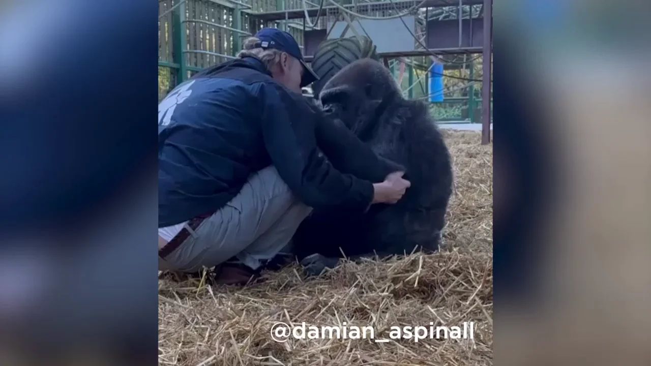 Un gorila comparte un emotivo momento con un hombre al que conoce desde que naci&oacute;: le roba el sombrero y le da un abrazo
