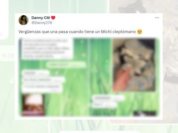 Tuit viral de un gato que ha robado a su vecina.
