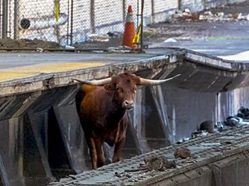 Un toro salta a las vías del tren en Nueva Jersey