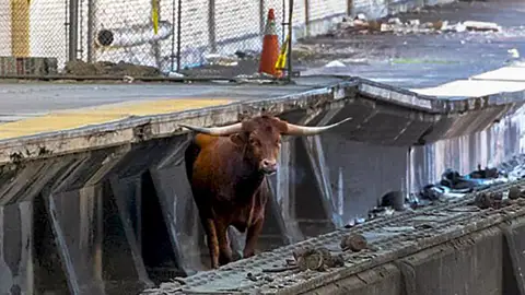 Un toro salta a las vías del tren en Nueva Jersey Un toro salta a las vías del tren en Nueva Jersey