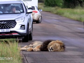 Encuentran a un león dormido bloqueando una carretera en Sudáfrica
