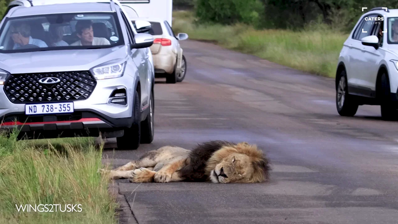 Encuentran a un le&oacute;n dormido bloqueando una carretera en Sud&aacute;frica