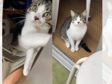 TikTok viral de un gato que rescata a su due&ntilde;o en el balc&oacute;n.