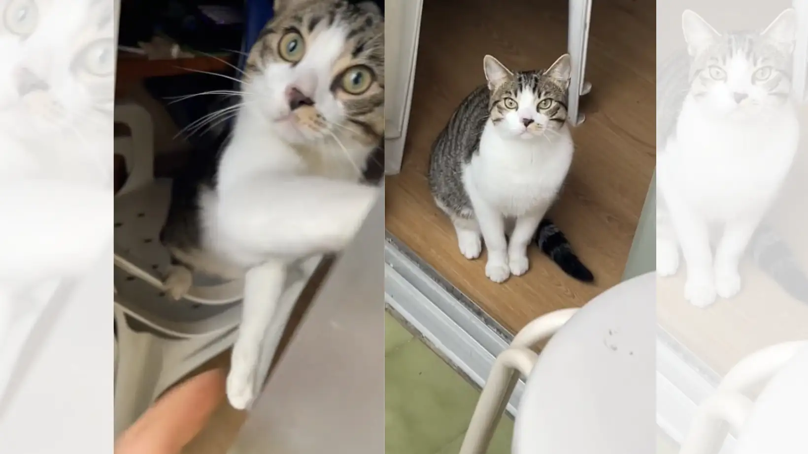TikTok viral de un gato que rescata a su dueño en el balcón.