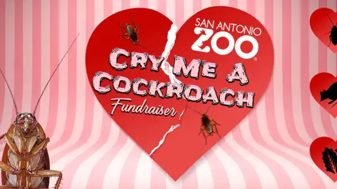 Un zoo de San Antonio te deja ponerle a una cucaracha el nombre de tu ex por San Valentín Un zoo de San Antonio te deja ponerle a una cucaracha el nombre de tu ex por San Valentín