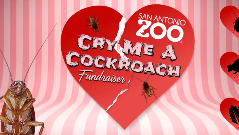 Un zoo de San Antonio te deja ponerle a una cucaracha el nombre de tu ex por San Valentín