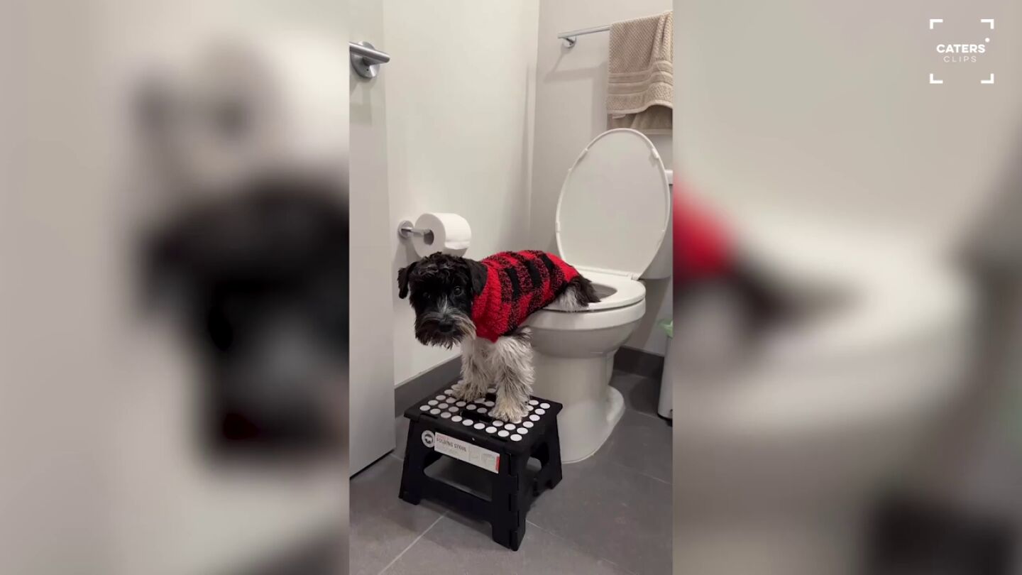 Un perro de seis meses aprende a usar el ba&ntilde;o y enamora a todos