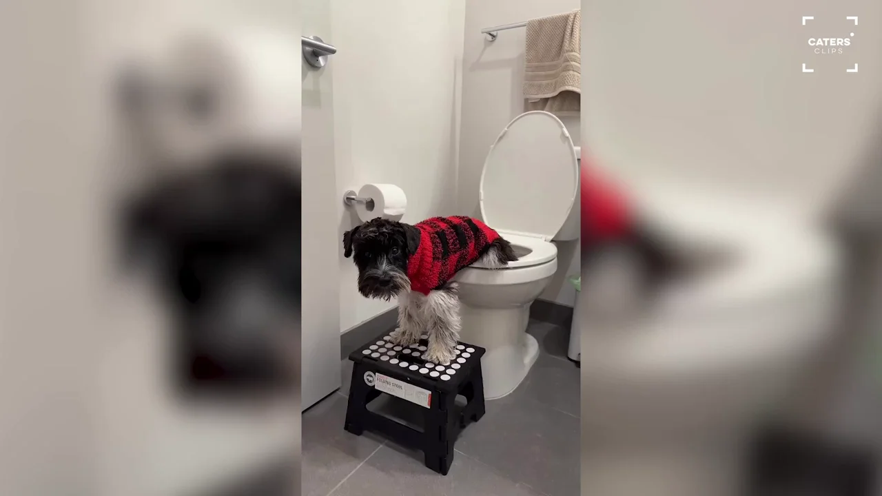 Un perro de seis meses aprende a usar el ba&ntilde;o y enamora a todos