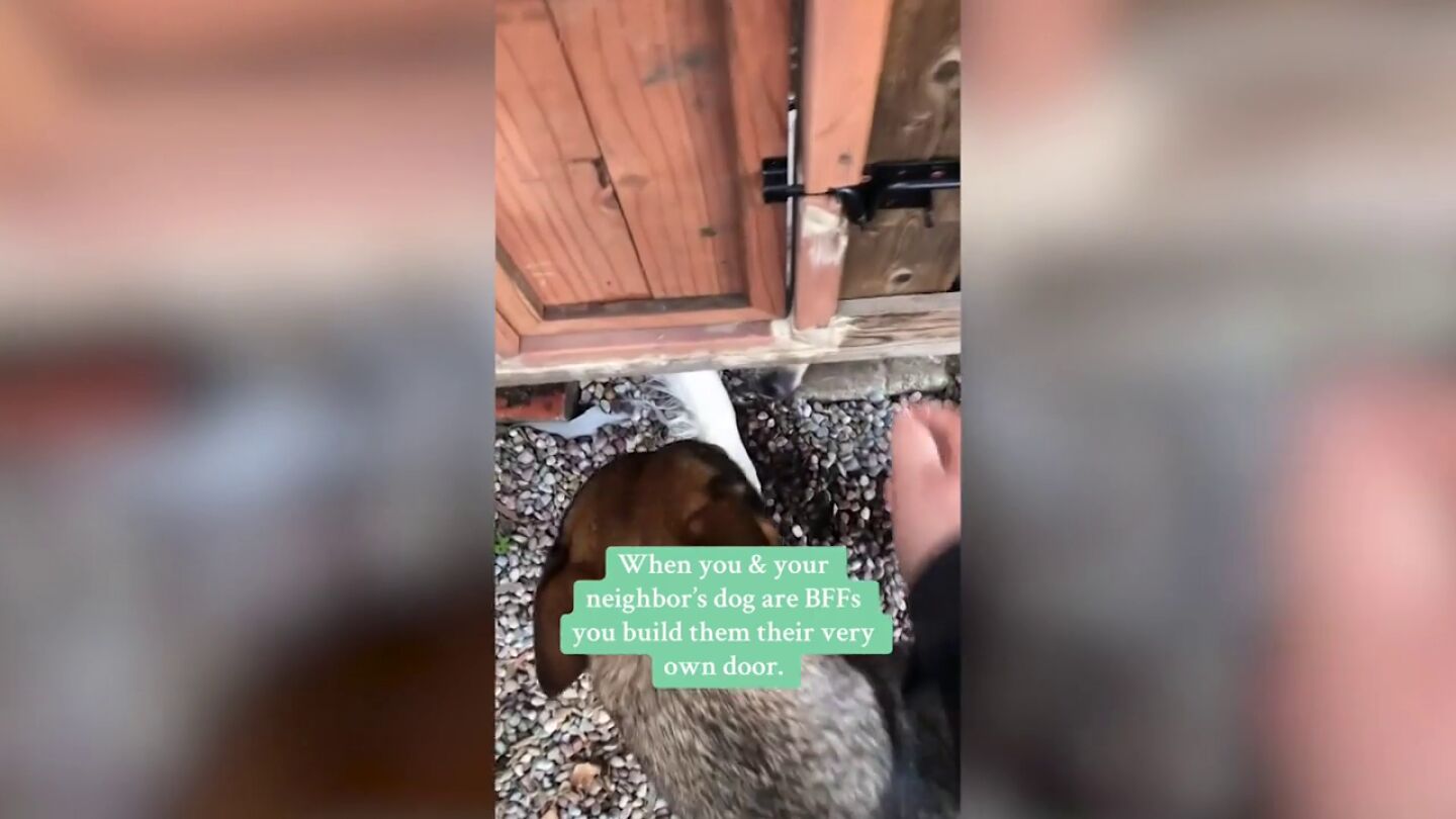 Cuando tu perro y el de tu vecino son mejores amigos y construyes una puerta para que puedan jugar juntos