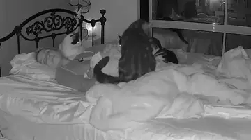 Unos gatos preocupados se apiñan alrededor de su dueña después de que ésta se queda profundamente dormida pensando que había dejado de respirar