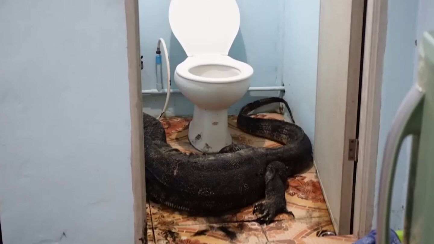 Un gigantesco lagarto de m&aacute;s de dos metros se esconde en el ba&ntilde;o de una familia en Tailandia