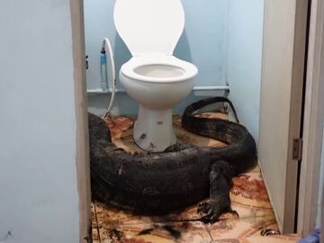 Un gigantesco lagarto de más de dos metros se esconde en el baño de una familia en Tailandia