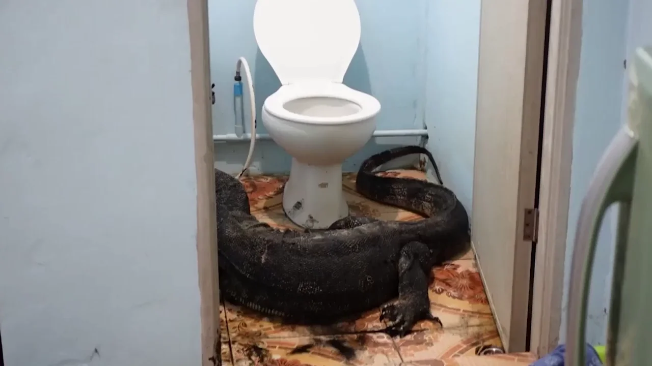 Un gigantesco lagarto de m&aacute;s de dos metros se esconde en el ba&ntilde;o de una familia en Tailandia