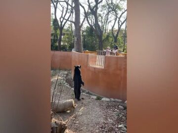 ¿Es un hombre disfrazado? El vídeo de un oso saludando en un zoo de Taiwan dispara los rumores