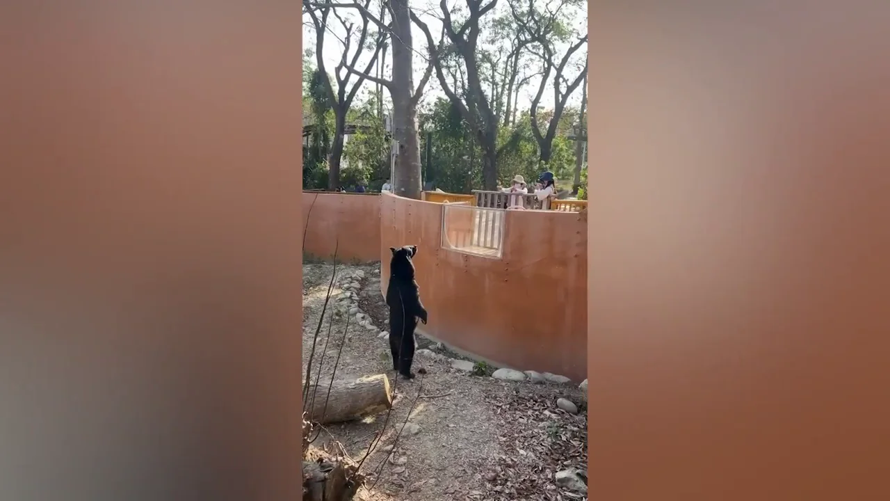 &iquest;Es un hombre disfrazado? El v&iacute;deo de un oso saludando en un zoo de Taiwan dispara los rumores