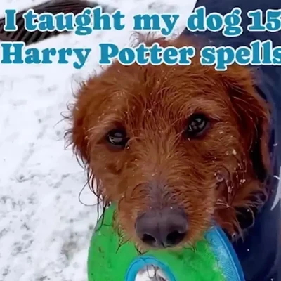 Enseña a su perro a reaccionar a hechizos mágicos de Harry Potter
