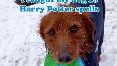Enseña a su perro a reaccionar a hechizos mágicos de Harry Potter