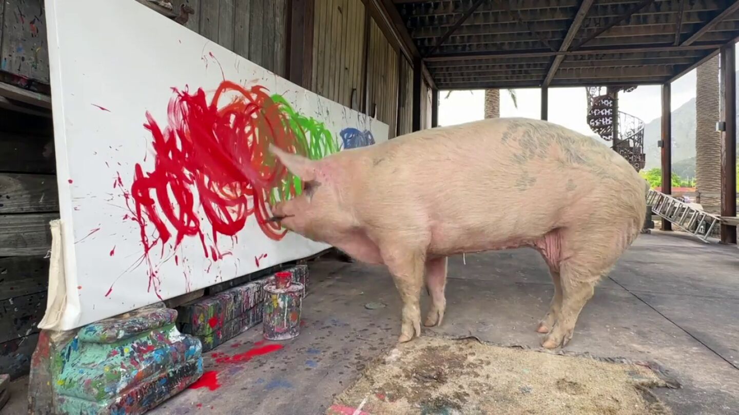 Muere a los ocho a&ntilde;os Pigcasso, la famosa cerda pintora que ha vendido un mill&oacute;n de euros en cuadros