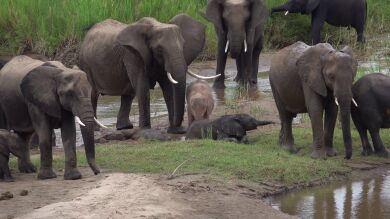 No estás soñando y este es un verdadero elefante rosa