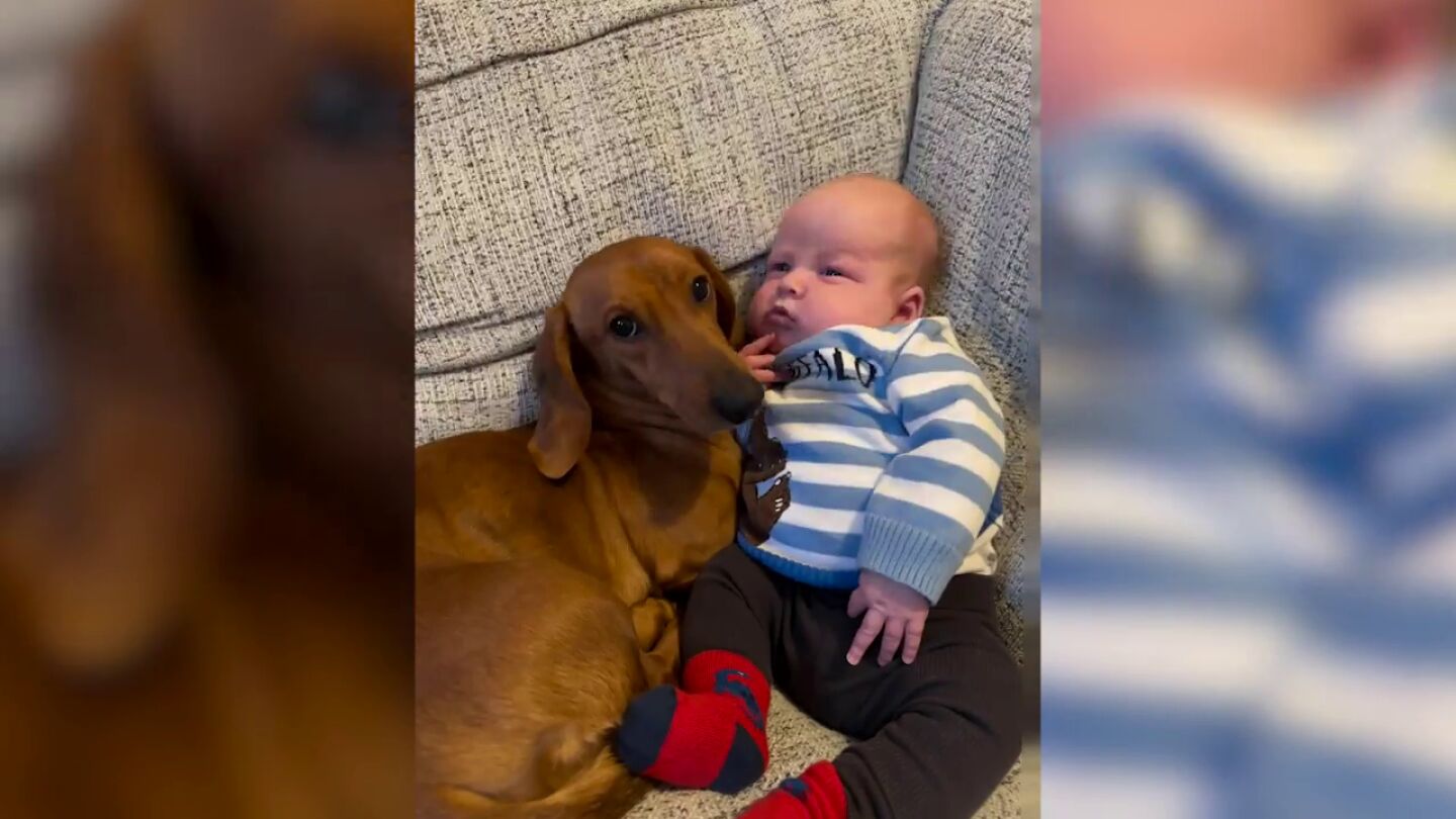 Los adorables v&iacute;deos de este perro salchicha llamada Darwin cuidando y vigilando a su hermano peque&ntilde;o