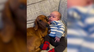 Los adorables vídeos de este perro salchicha llamada Darwin cuidando y vigilando a su hermano pequeño
