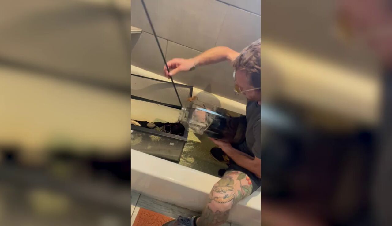 Intenta mover de recinto a su tarantula venenosa y se paraliza aterrorizado cuando se escapa