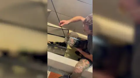 Intenta mover de recinto a su tarantula venenosa y se paraliza aterrorizado cuando se escapa Intenta mover de recinto a su tarantula venenosa y se paraliza aterrorizado cuando se escapa