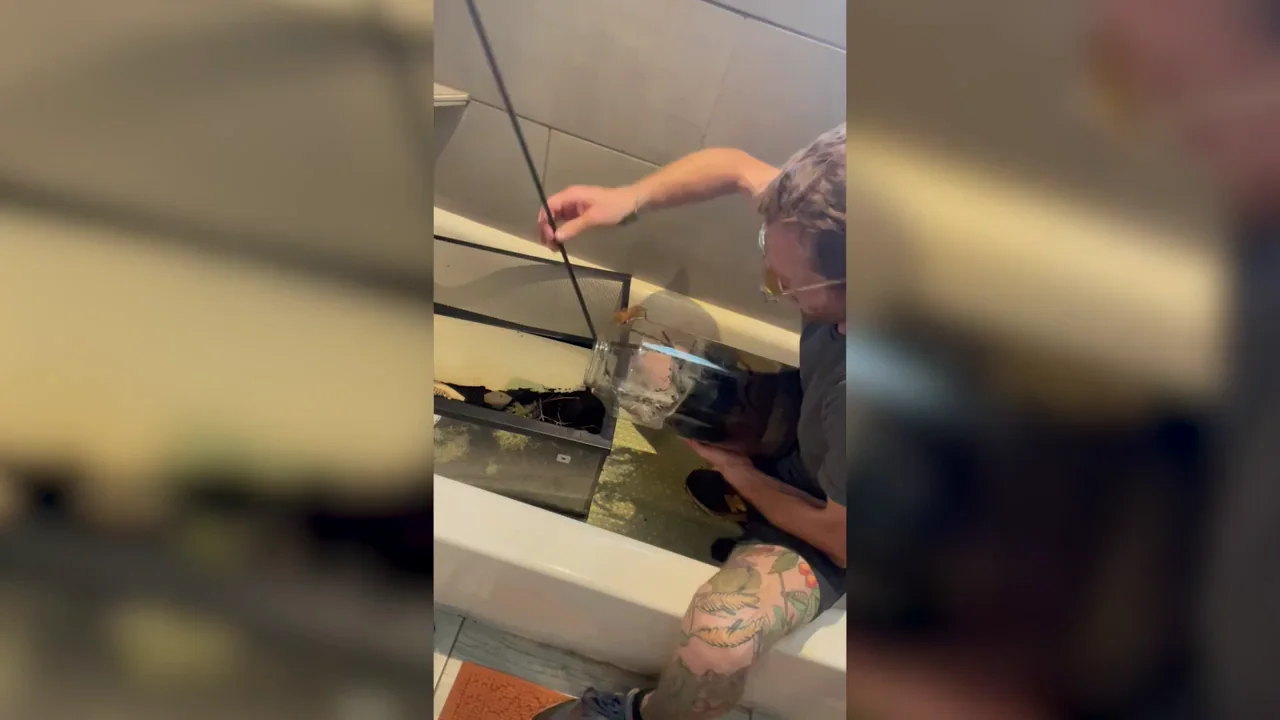Intenta mover de recinto a su tarantula venenosa y se paraliza aterrorizado cuando se escapa