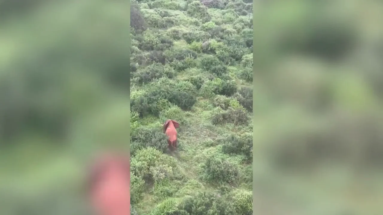 Rescatan y salvan la vida de un elefante que había sido atacado con flechas venenosas Rescatan y salvan la vida de un elefante que había sido atacado con flechas venenosas