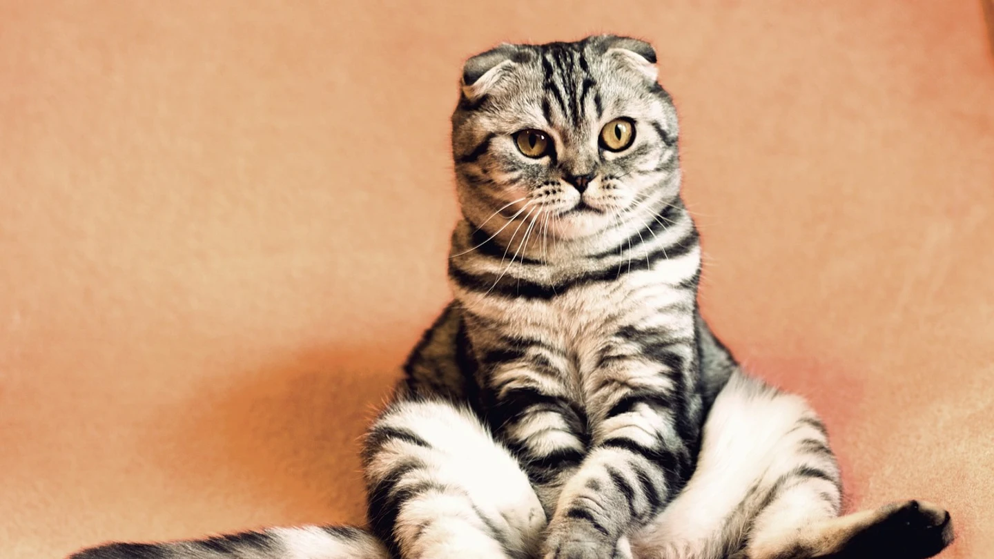 Gato. Gato.