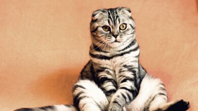 La explicación científica sobre por qué tu gato restriega su cara contra ti (y no es para marcar territorio)