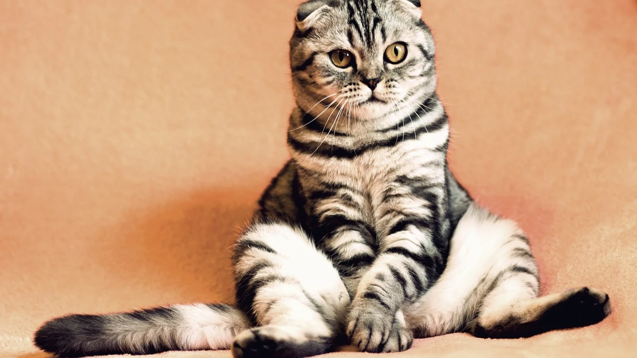 Gato. Gato.