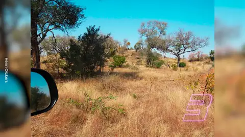 ¿Eres capaz de encontrar al leopardo escondido en esta sabana? ¿Eres capaz de encontrar al leopardo escondido en esta sabana?