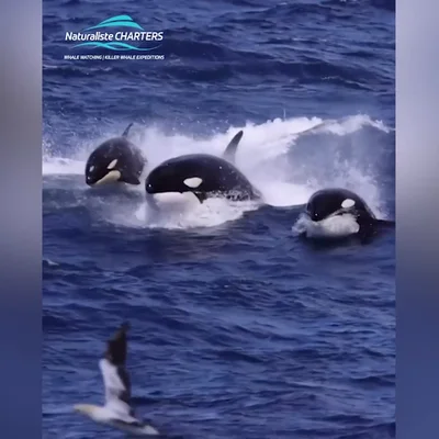 Intensa batalla entre orcas y cachalotes
