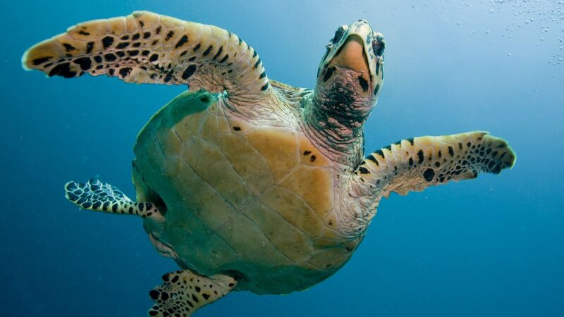 Qué debes hacer si te encuentras una tortuga atrapada en una red