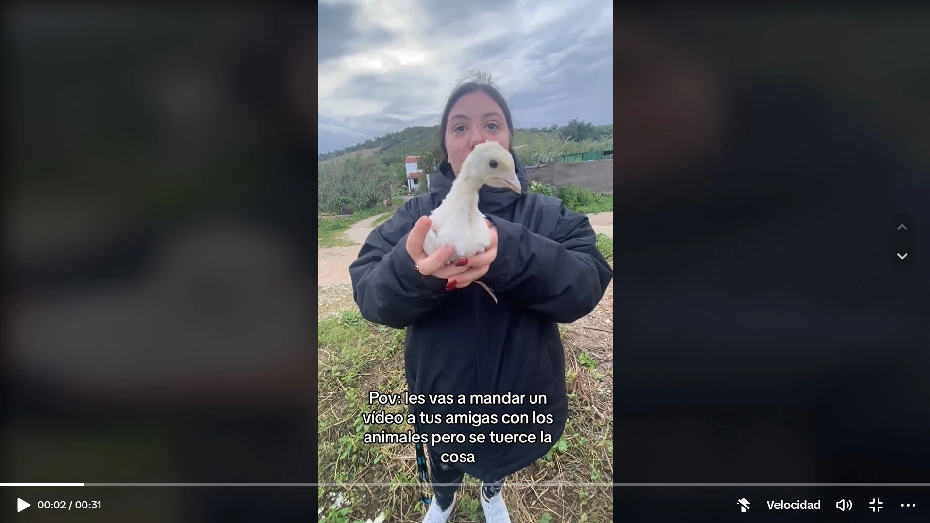 Tiktok cría de pavo Tiktok cría de pavo