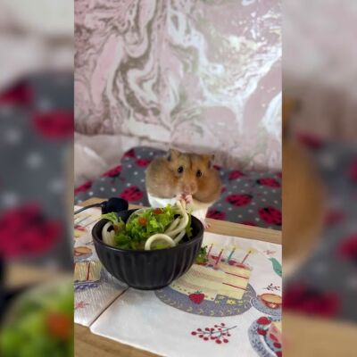 El vídeo recopilatorio de unos hamsters comiendo platos en miniatura con millones de visualizaciones en TikTok