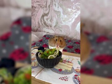 El vídeo recopilatorio de unos hamsters comiendo platos en miniatura con millones de visualizaciones en TikTok