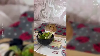 El vídeo recopilatorio de unos hámsters comiendo platos en miniatura con millones de visualizaciones en TikTok