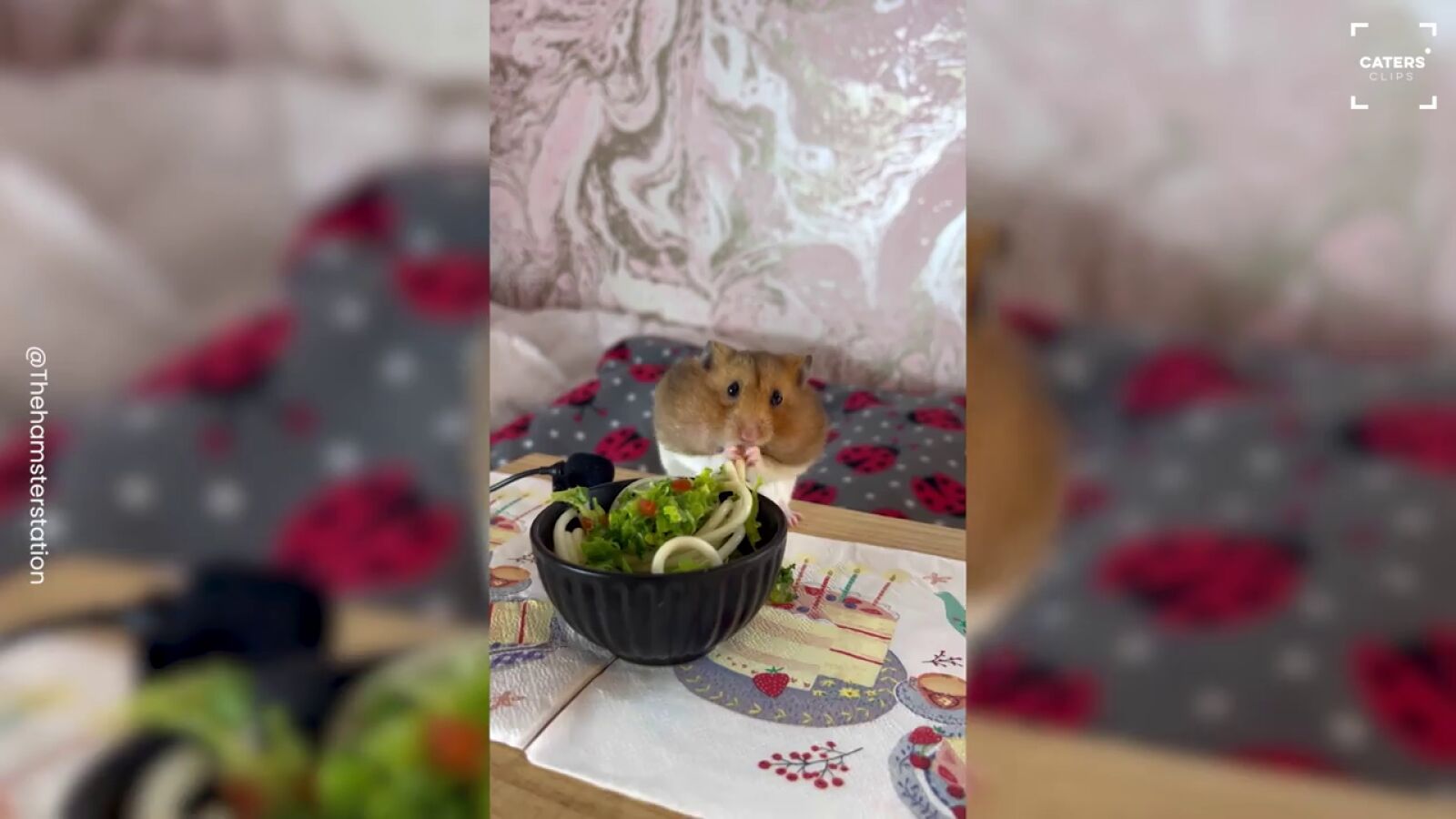 El vídeo recopilatorio de unos hámsters comiendo platos en miniatura con millones de visualizaciones en TikTok