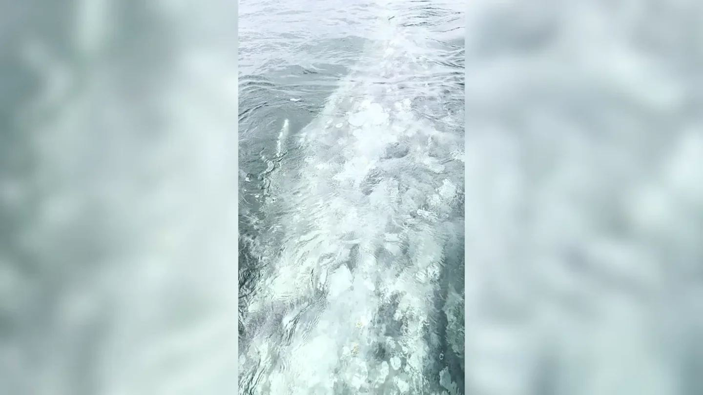 El impactante momento en que una ballena gris choca contra un barco y los turistas pueden acariciarla El impactante momento en que una ballena gris choca contra un barco y los turistas pueden acariciarla