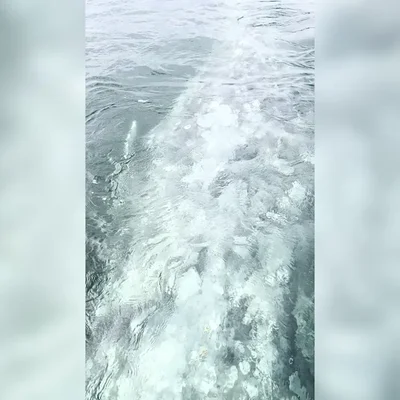 El impactante momento en que una ballena gris choca contra un barco y los turistas pueden acariciarla
