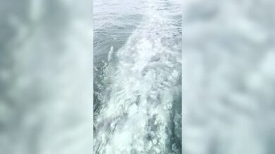 El impactante momento en que una ballena gris choca contra un barco y los turistas pueden acariciarla