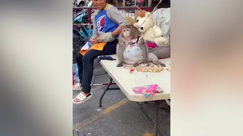 Un mono obeso llamado Godzilla muere por problemas de salud después de ser atiborrado con chocolates por los turistas Un mono obeso llamado Godzilla muere por problemas de salud después de ser atiborrado con chocolates por los turistas